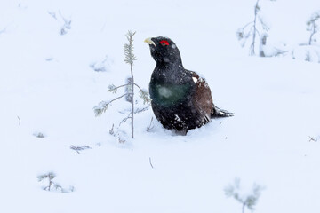 Male Capercaillie at his lek on a day with heavy snowfall at first light of sunrise in a northern...