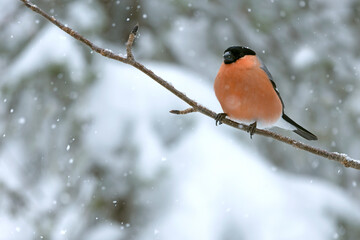 Male Eurasian bullfinch in a pine and birch forest with heavy snowfall at early evening light