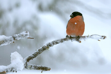 Male Eurasian bullfinch in a pine and birch forest with heavy snowfall at early evening light