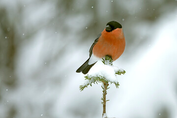 Male Eurasian bullfinch in a pine and birch forest with heavy snowfall at early evening light