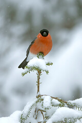 Male Eurasian bullfinch in a pine and birch forest with heavy snowfall at early evening light