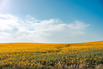 Landscape of sunflower field with blue cloudy sky. 