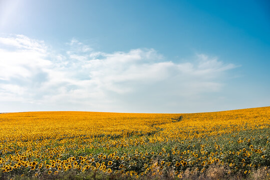 Landscape of sunflower field with blue cloudy sky.