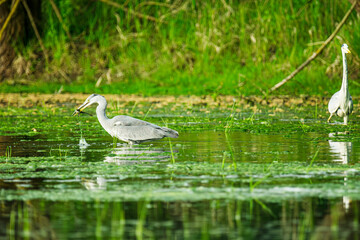 Zwei Reiher in einem Teich , der dunklere, wahrscheinlich das Weibchen hat einen Frosch im Schnabel. Das andere Tier schaut mit etwas Abstand zu