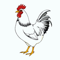 hen isolated on white background