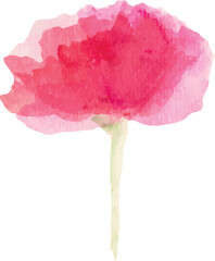 pink carnation flower isolated white