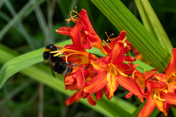 Garden Bumblebee (Bombus hortorum) a common bee flying insect found in the UK and Europe gathering...