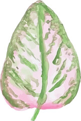 caladium isolated on white background