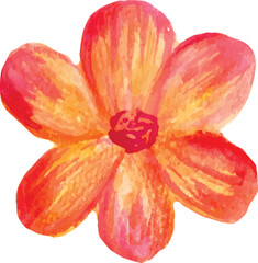 red tulip isolated on white background