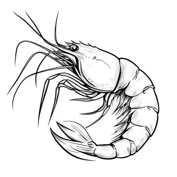 Seafood animal with a shimp drawing illustration sketch vector