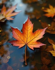 Vibrant autumn leaf floats lake surface among fallen leaves. Orange red yellow colors create contrast with water. Calm tranquil atmosphere, nature beauty, picturesque idyllic scenery, season changes.