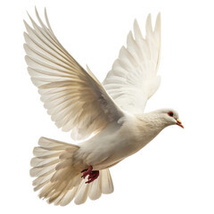 Obraz premium flying dove png white bird png peace symbol png dove wings png graceful flight png transparent background image