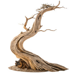 driftwood png natural wood png beach wood png decorative wood png organic texture png transparent background image