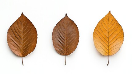 Autumnal Leaf Progression: A Trio of Dried Leaves