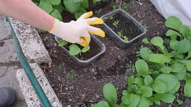 The gardener's hand gently touches the leaves of the zucchini seedlings in a plastic box and also removes excess grass