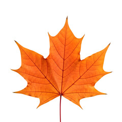 Vibrant Orange Maple Leaf Isolated on Black Background - Autumn Season Foliage, Fall Color Nature Graphic, Canadian Symbol
