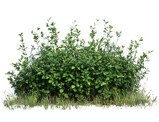 Obraz premium A small green shrub, a PNG clipart cutout isolated on a transparent background