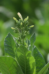 tobacco, Landscape Panoramic view of Tobacco fields at sunset in countryside of Thailand, crops in agriculture, panorama, Pakistan 