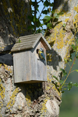 Mésange bleue qui nourrit ses petits