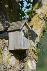 Mésange bleue qui nourrit ses petits