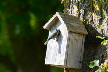 Mésange bleue qui nourrit ses petits