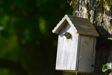 Mésange bleue qui nourrit ses petits