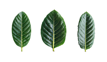 Three green pohutukawa leaves isolated on a transparent background
