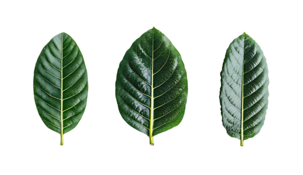 Three green pohutukawa leaves isolated on a transparent background