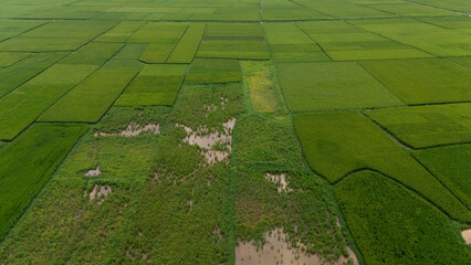 Top-down aerial of vibrant green rice paddies segmented by narrow dirt tracks and flooded plots, forming a geometric agricultural patchwork