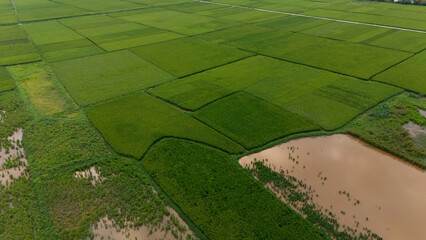 Top-down aerial of vibrant green rice paddies segmented by narrow dirt tracks and flooded plots, forming a geometric agricultural patchwork