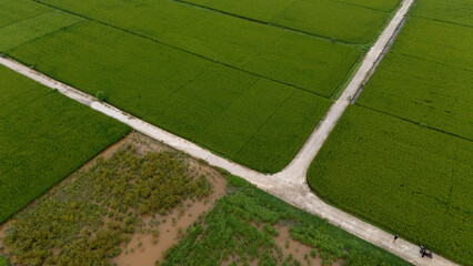 Top-down aerial of vibrant green rice paddies segmented by narrow dirt tracks and flooded plots, forming a geometric agricultural patchwork