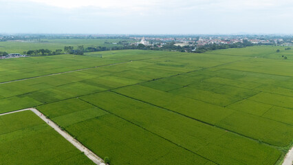 Wide aerial panorama of extensive rice fields under bright daylight, crisscrossed by service roads and dotted with small irrigation ponds, stretching to the horizon