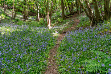 Bluebells in the woods around the Wrekin, Shropshire,
