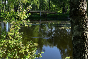 A duck swims along a small river in a Russian village.