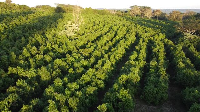Amazing aerial view of vibrant Yerba Mate green agricultural plantations during early morning, Misiones, Argentina.