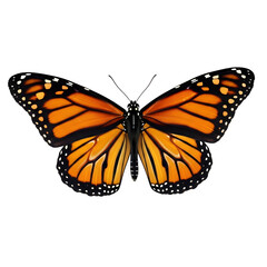 Fototapeta premium Vibrant Monarch Butterfly Isolated on Black Background - Detailed Insect Specimen, Nature Wildlife Photography, Wing Pattern Beauty