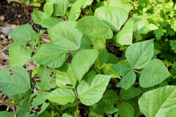 Green bean bush. Fresh homegrown, organic vegetables, green food. Plant plot in city garden or urban farming. Natural background with copy space.