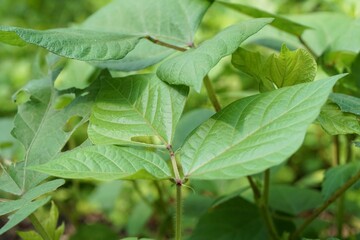Green bean bush. Fresh homegrown, organic vegetables, green food. Plant plot in city garden or...