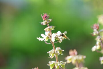 closeup of Bee finding nectar from Sweet Basil flower with morning light. homegrown or urban farming. organic food or eating healthy. nature and wild animal background or wallpaper with copy space.