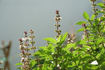 selective focus on flower and green leaves of Sweet Basil with morning light. homegrown or urban...
