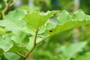 28 spotted lady beetle (Henosepilachna vigintioctopunctata), on green round eggplant leaves in morning light. Pest of nature farming and agriculture. Nature background.