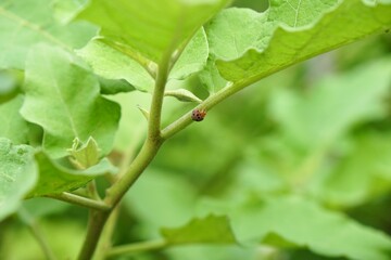 28 spotted lady beetle (Henosepilachna vigintioctopunctata), on green round eggplant leaves in morning light. Pest of nature farming and agriculture. Nature background.