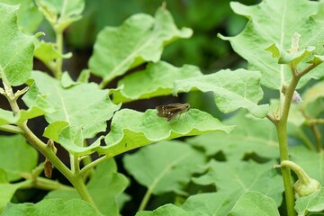 African Straight Swift on green round eggplant leaves. Pest control in organic garden, home gardening or urban farming. Nature background.