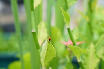Selective focus, Pumpkin beetle Cucurbit Leaf Beetle or Yellow Squash Beetle on green leaves. Pest in Organic farm food and vegetables gardening. beauty nature background. 