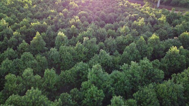 Detailed daisy cutter drone clip portraying stunning green yerba mate crops during sunny afternoon. Beautiful sun rays cast on tree tops.