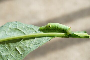 Focus on a green moth caterpillar, Pergesa acteus on kale leaves with morning light. Pest control in organic garden, home gardening or urban farming. Nature background.