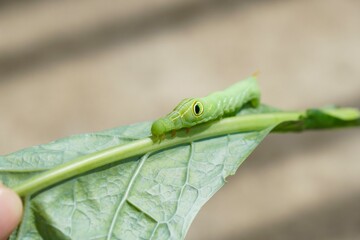 Focus on a green moth caterpillar, Pergesa acteus on kale leaves with morning light. Pest control in organic garden, home gardening or urban farming. Nature background.
