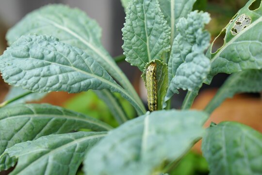 Common Cutworm (Spodoptera litura) on kale leaves. Pest control in organic garden, home gardening or urban farming. Nature background.