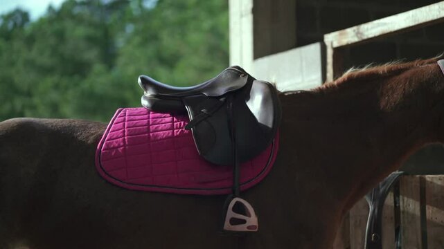 A detailed close-up shot of a saddle resting on the back of a brown horse.
