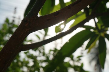 Morning Light through mango tree. Home gardening or urban farming. Nature background.